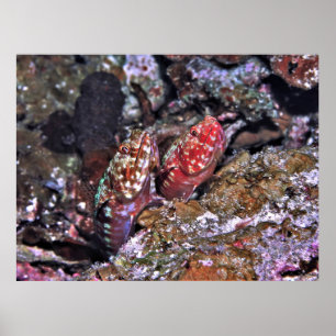 Poster Paire de poissons-Lézard