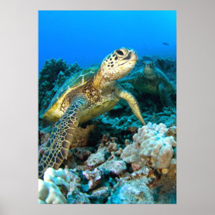 Poster Paire de tortue