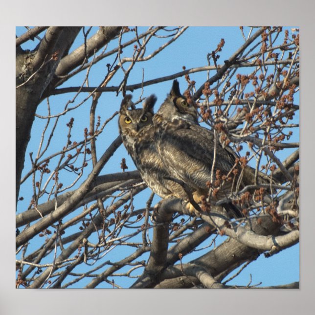 Poster PAIRE DES GRANDES OWLS 2 (Bubo virginianus) (Devant)