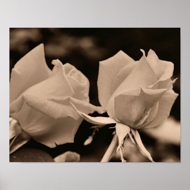 Poster Paire Fleur Rosebud À Sepia Brown (Devant)