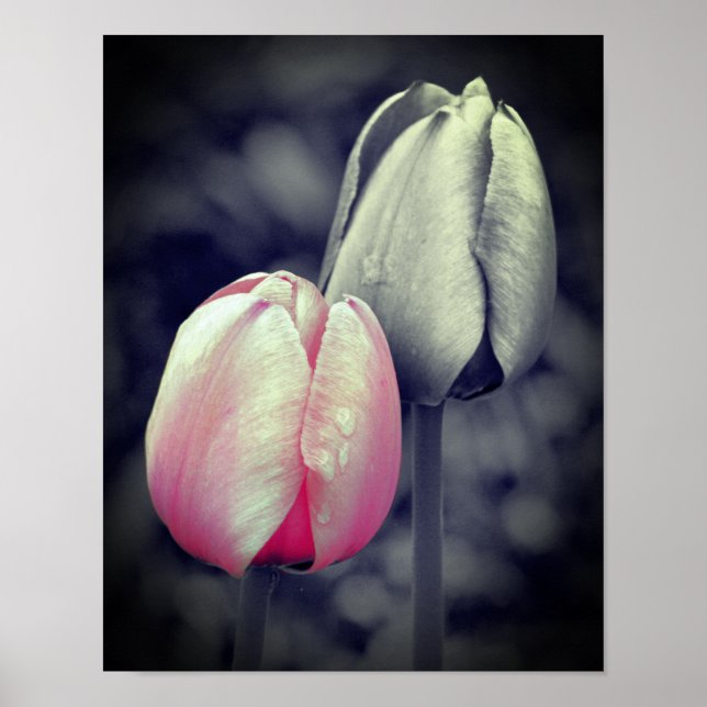 Poster Paire Tulipe Rose Couleur Partielle Noir Et Blanc (Devant)