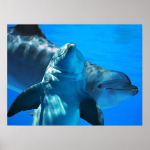 Poster Paires d'affiche curieuse de dauphins