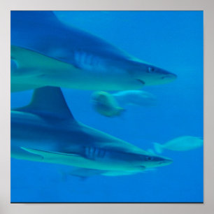 Poster Paires d'affiche de requins
