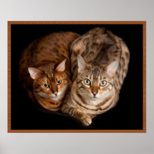 Poster Paires de chatons du Bengale