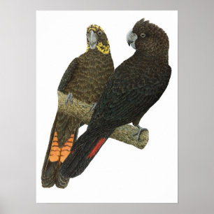 Poster Paires noires brillantes de cacatoès