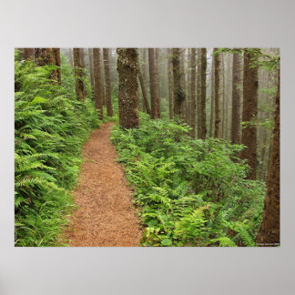 Poster Paisible Forest Trail