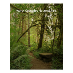 Poster Paisible Green Forest Trail à Washington