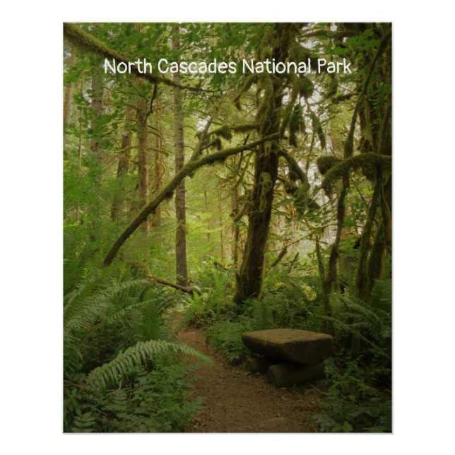 Poster Paisible Green Forest Trail à Washington (Devant)