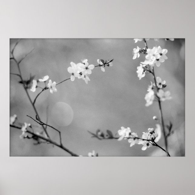 POSTER PAIX (Devant)