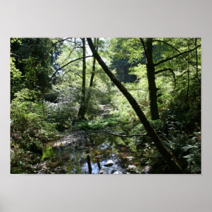 Poster "Paix verte", bois de Muir