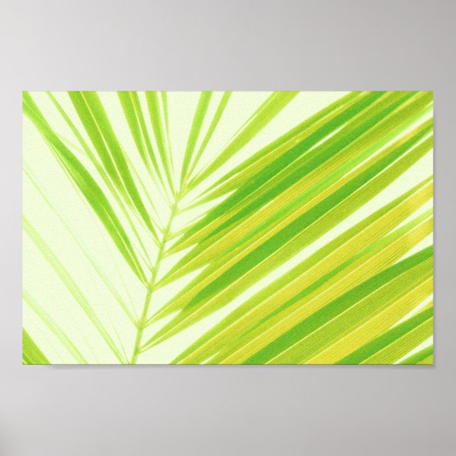 Poster Pale Pastel Green Palm Tree Feuilles (Devant)