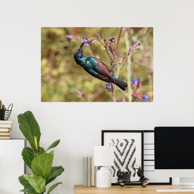 Poster Palestine Sunbird, faune nationale des oiseaux (Bureau à domicile)
