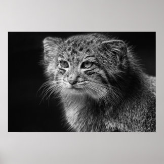 Poster Pallas's cat portrait
