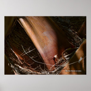 Poster Palm Bark