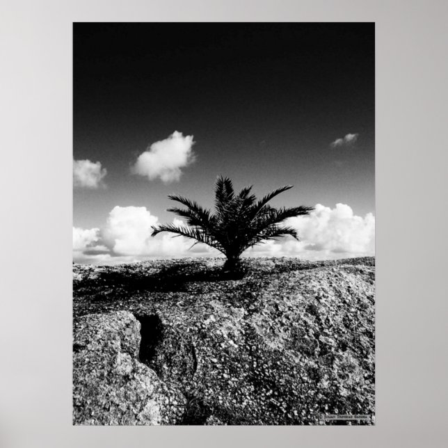 Poster "Palm On Rock" (Devant)