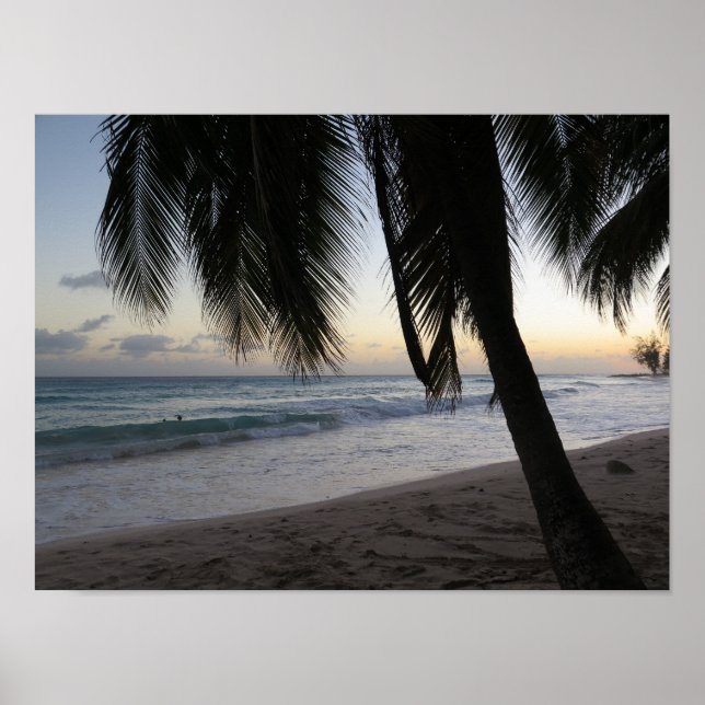 Poster Palm Sunset Barbade (Devant)