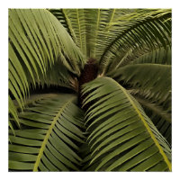 Palm Tropical Art Botanique Dioon Spinulosum