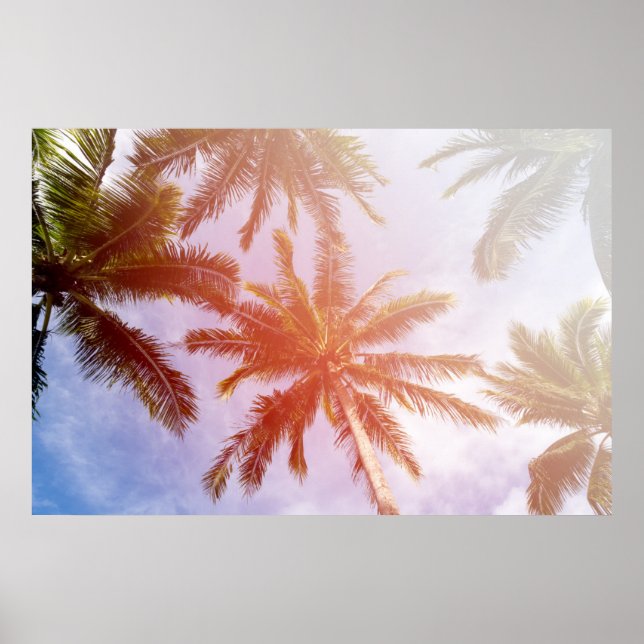 Poster Palmier de coco avec lumière du soleil (Devant)