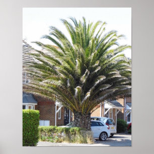 Poster Palmier exotiques et plantes à Selsey.