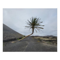 Palmier incliné, Lanzarote