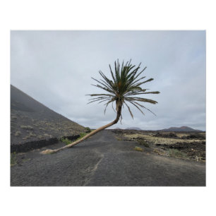 Poster Palmier incliné, Lanzarote