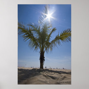 Poster Palmier, photo par : Joe Dantone