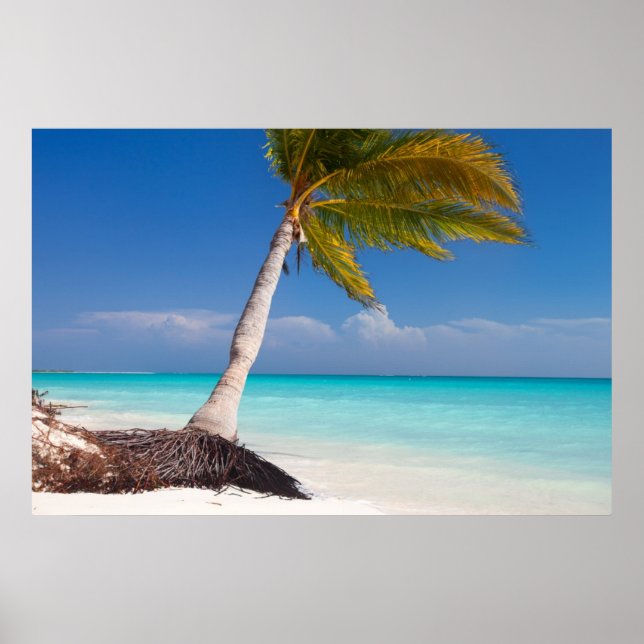 Poster Palmier sur la plage de l'océan (Devant)