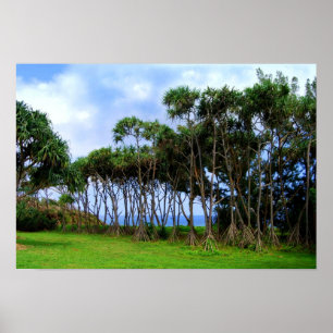 Poster Palmiers à pied à Hawaii