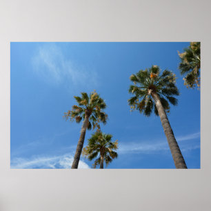 Poster Palmiers avec ciel bleu