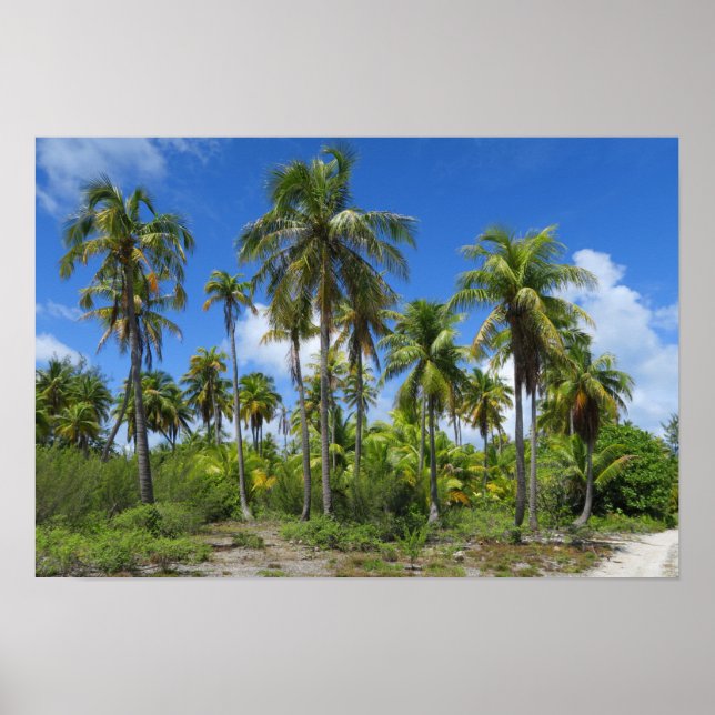 Poster Palmiers de Rangiroa (Devant)