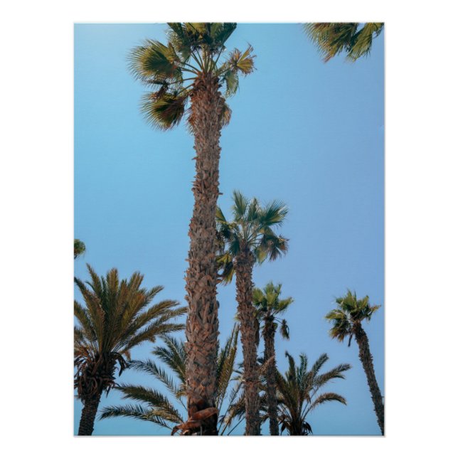 Poster Palmiers d'été (Devant)