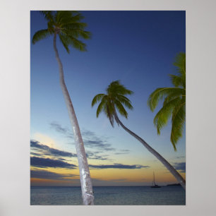 Poster Palmiers et coucher de soleil, Plantation Island R