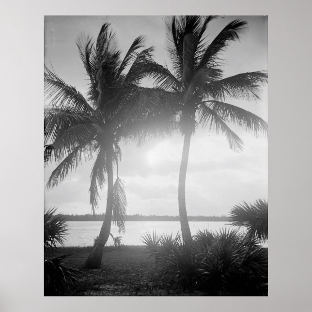 Poster Palmiers noirs et blancs au coucher du soleil (Devant)