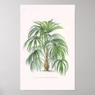 Poster palmiers tropicaux, palmiers