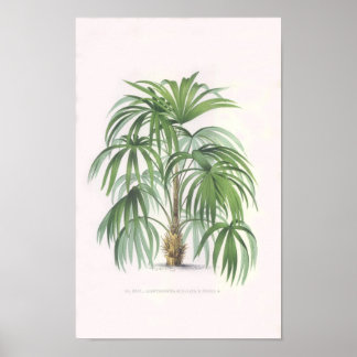 Poster palmiers tropicaux, palmiers