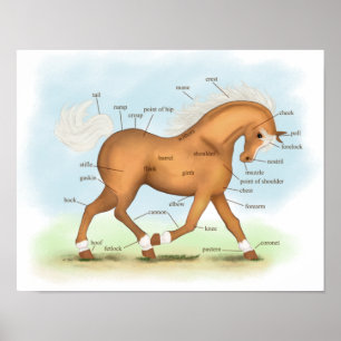 Poster Palomino avec Chaussettes & Blaze Horse Anatomie P