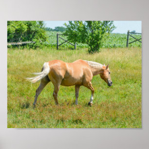 Poster Palomino Farm Horse