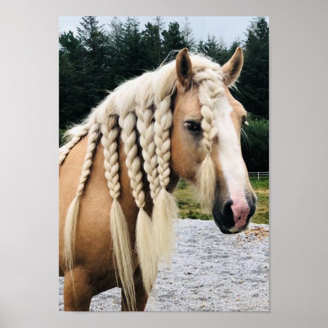 Poster Palomino gypsy vanner cheval (Devant)
