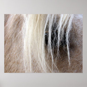Poster Palomino Horse