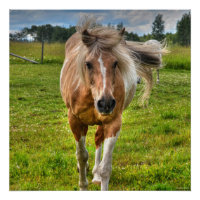 Palomino Paint Horse & Field Photo