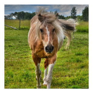 Poster Palomino Paint Horse & Field Photo