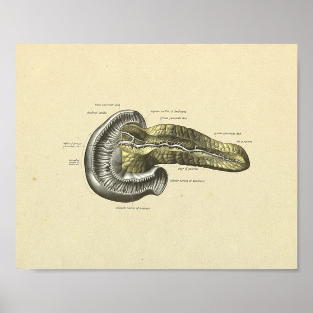 Poster Pancréas humains Anatomie interne Imprimer (Devant)