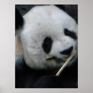 Poster Panda