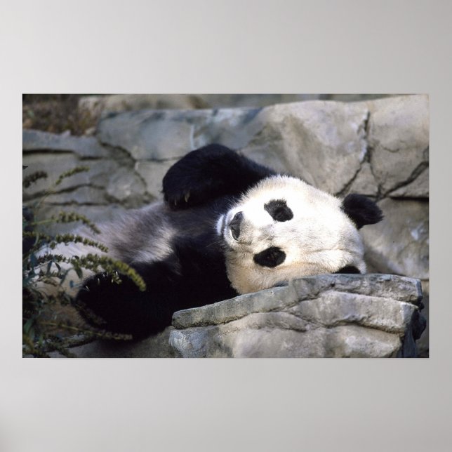 Poster Panda (Devant)
