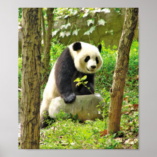 Poster Panda