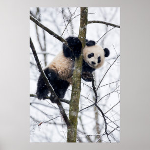 Poster Panda bébé dans l'arbre