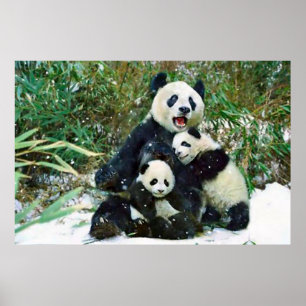 Poster Panda cubs