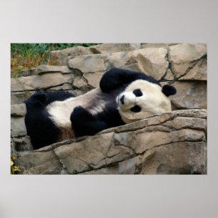Poster panda endormi