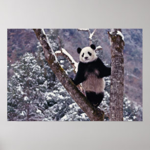 Poster Panda géant debout sur un arbre, Wolong, Sichuan,