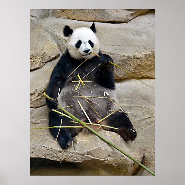 Poster Panda géant mangeant du bambou (Devant)